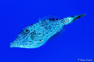 Scrawled Filefish in Cozumel by Norm Vexler 